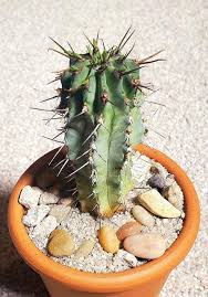 Image result for Euphorbia unicornis