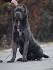 Cane Corso For Sale - Hoobly Classifieds