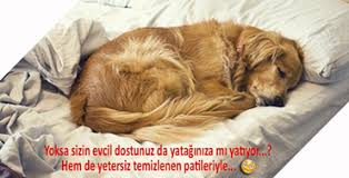 Peggymatic Pati Yikama Cihazi Arikovani