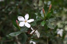 Image result for Hyperacanthus microphyllus