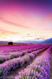 Lavender Plants Evgeni Dinev Photography Lavender Fields Beautiful Landscapes Lavender Plant