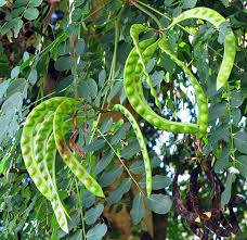 Image result for Tragia adenanthera