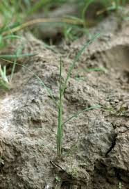 Image result for Paspalum scrobiculatum