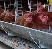 Gallinas en Jaula de Forma Artesanal - YouTube