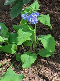 Keep the soil moist until germination. Mertensia Virginica Mertensia Virginia Bluebells Virginia Cowslip North Carolina Extension Gardener Plant Toolbox