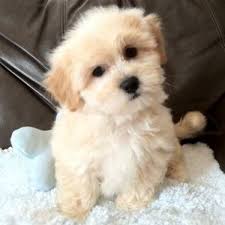 View our puppies online or come into our store to see them in person. Shih Tzu X Bichon Frise For Sale