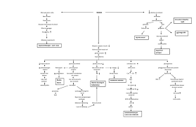 Tetapi ada juga yang timbul pada masa dewasa. Patofisiologi Pathway Diabetes Mellitus Tipe 2 Pdf