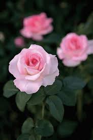 Scegli il mazzo di rose che più ti piace sul nostro catalogo online. Struruso Ma Quali Rose Rosse Ma Quali Bouquet Di