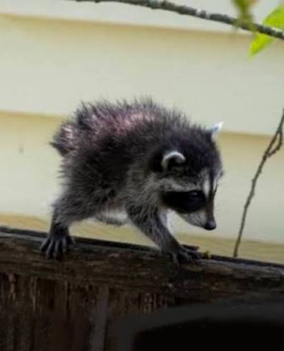 Jimothy: el tierno mapache de columna corta que conquistó internet En los  últimos días, un pequeño mapache llamado Jimothy se ha convertido en una  sensación viral. Fue visto por primera vez recorriendo
