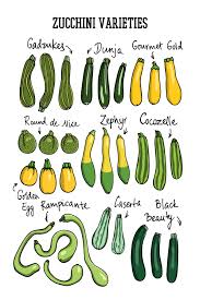 We did not find results for: 14 Different Types Of Zucchini For All Kinds Of Dishes Home Stratosphere