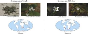 Image result for Cordylostigma virgatum