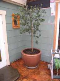 Kalamata Olive Tree Resources Forum At Permies
