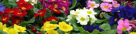 Instant Colour With Flowering Annuals Flower Power
