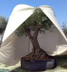 Vous avez un olivier en pot qui aurait besoin. Comment Bien Preparer Son Jardin A Passer L Hiver Le Guide Facile Pour Jardiniers Jardins Beaux Jardins Arbres En Pots