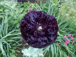 Image result for Papaver somniferum Black
