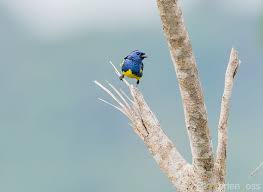 Image result for Rotheca teaguei