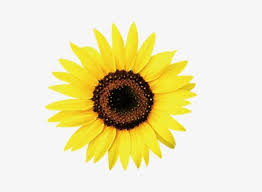 The image is transparent png format with a resolution of 4154x3264 pixels, suitable for design use and personal projects. Sunflower Png Clipart Flowers Sunflower Sunflower Clipart Sunflower Clipart Yellow Free Png Download