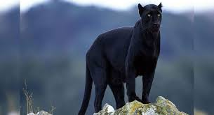 With lucy wirth, ole jacobs, jonas hien, eric gagg. Elusive Black Panther Spotted In A Goa Sanctuary Supposedly For The First Time Goa Times Of India Travel