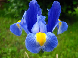 So rather than being additive, in this you have to love the candor. 25 Beautiful Blue Flowers For Your Garden