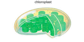 We did not find results for: Biology Ch 6 Hw Flashcards Quizlet
