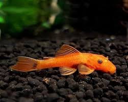 Orange Bristlenose Catfish Tropical Fish Community Fish Fish Pleco Fish Tropical Fish