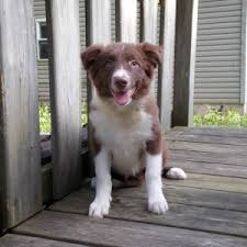 2j 2k border collies, bordoodles, & maremma sheepdogs are raised with an advanced puppy curriculum. Bear Border Collie Puppy 607366 Puppyspot