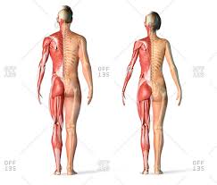 The ears are posterior to the nose. Muscle Arm Anatomy Stock Photos Offset