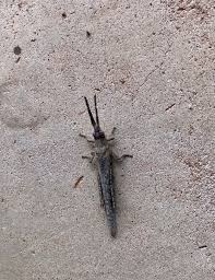 An Outback Caretaker Job With A Difference Wild Deserts Sturt Np In 2020 Nature Photography Tips Queensland Australia Wilderness Camping