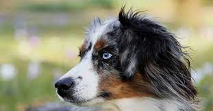 France 24 n'est pas responsable des contenus provenant de sites internet externes. Top 50 Des Races De Chien Preferees Des Francais 2021 Hector Kitchen