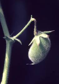 Image result for Cicer arietinum