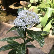 Image result for Ixora praetermissa