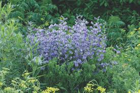 Image result for Indigofera glaucifolia