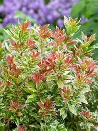 We have everything · >80% items are new · world's largest selection Pieris Japonica White Rim Media Database