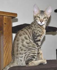 The size of the savannah cat depends very much on the size and type of their parents and also of the percentage of wild blood they inherit from the serval. F6 Savannah Kittens For Sale Amanukatz Savannah Cats Ohio Mi And Pa