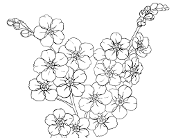 Pin En Dibujos De Flores Para Colorear
