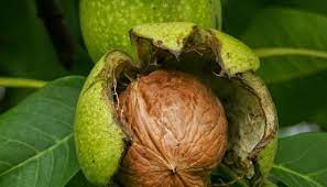 Check spelling or type a new query. Ø§Ù„Ù„ÙˆØ² Ø§Ù„Ø£Ø®Ø¶Ø± ÙÙŠ Ø§Ù„Ù…Ù†Ø§Ù… Ù„Ù„Ø´ÙŠØ® Ø§Ù„Ù†Ø§Ø¨Ù„Ø³ÙŠ Ù„Ù„Ù…ØªØ²ÙˆØ¬Ø© ÙˆØ§Ù„Ø¹Ø²Ø¨Ø§Ø¡ ÙˆØ§Ù„Ø±Ø¬Ù„ Ø¥ÙŠØ¬ÙŠ Ø¨Ø±Ø³