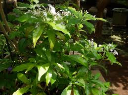 Image result for Rauvolfia nana