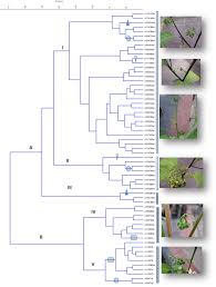 Image result for Solanum grossidentatum