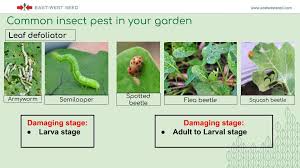 Pest insects — the classification of an insect as a some insects are beneficial at one stage of life and a pest at another stage, for example many some insects that are considered pests in human settlements/gardens are actually more a. Msulnac Bsa Extension Education Home Facebook