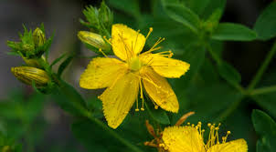 Es zeigte sich, dass hyperforin zum. Heilpflanzenwissen Johanniskraut Uhles Gartengedanken