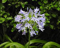 Image result for Agapanthus praecox