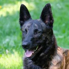 Helaas kan het zijn dat u door omstandigheden uw hond moet herplaatsten. Rasbeschrijving