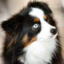 Most trusted source of mini aussiedoodle puppies for sale. Puppyfind Toy Australian Shepherd Puppies For Sale