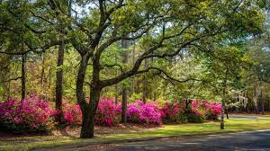 Shape the new stems so that the center stems are a bit higher than the outer stems and remove weak growth. How To Prune Azaleas Give Old Plants New Life The Kitchen Garten