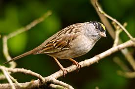 They have a pink bill. Golden Crowned Sparrow Wikipedia