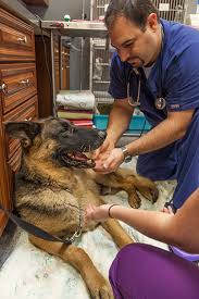 The veterinary team at sachem animal hospital and wellness center in holbrook, ny believes that prevention contributes to your pet's long term health and minimizes the lifetime cost of care. Veterinary Care Animal Wellness Center Of Bonita
