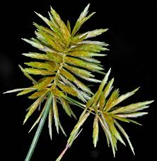Image result for Cyperus sp. (ex Mariscus sp.no.2)