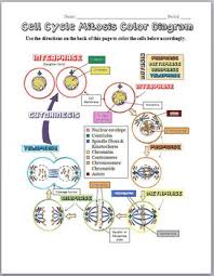 Animal cell coloring worksheet answers. Mitosis Cell Cycle Color Diagram By Biology Zoology Forensic Science