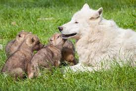 I've photographed wolves in national parks in the arctic, interior, and southwest, all with reasonable success. Arctic Wolf Pups Born At Knuthenborg Safaripark Zooborns