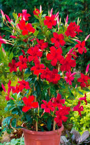 24 best vines for containers climbing plants for pots balcony. 5 Flowers That Thrive In The Summer Heat Do More For Less Flowering Vines Annual Plants Plants